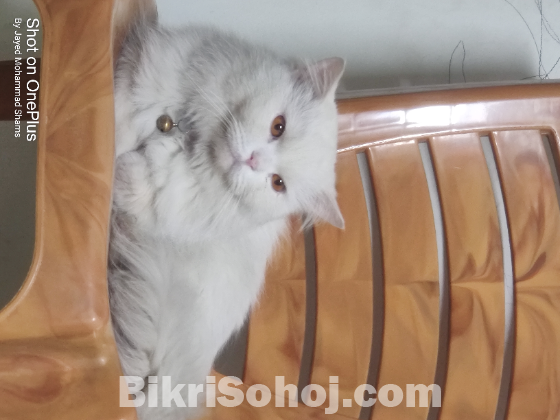 ADULT PURE PERSIAN MALE CAT FOR SELL